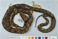 藏品(龜殼花)的圖片